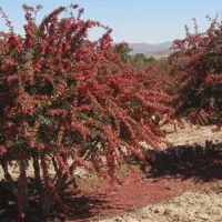 خریدار زرشک نقدی