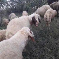 قوچ وبره|حیوانات مزرعه|کرمانشاه, |دیوار