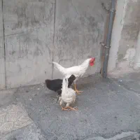 مرغ‌ وخروس