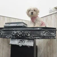 سگ‌قشنگ‌وعالی‌سالم‌زیبا‌ ‌ده تومن‌ ۴‌ماهه|سگ|یزد, |دیوار