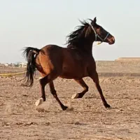 باران (علی اکبری)