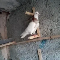 کبوتر نر معاوضه با ساده