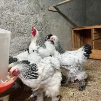 جفت برهما|حیوانات مزرعه|گلوگاه, |دیوار