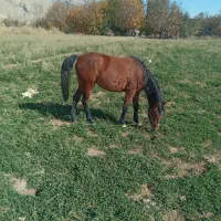 اسب|اسب و تجهیزات اسب‌سواری|درودزن, |دیوار