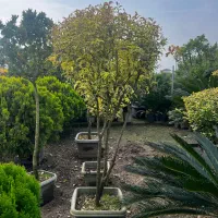 کاج سدروس ( گیاه یاس هلندی ، کامیس فضای سبز )|گل و گیاه طبیعی|سلمان‌شهر, |دیوار