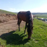 اسب|اسب و تجهیزات اسب‌سواری|اردبیل, |دیوار