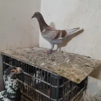 ۳تا بچ پلاکی