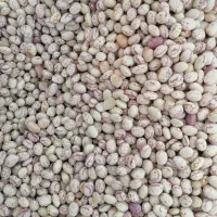 لوبیا چیتی درجه 1