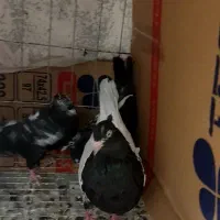 کبوتران مولداصیل بعلت جابجایی مکان بفروش میرسد .