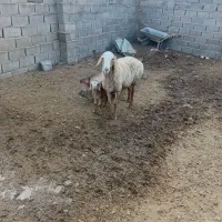 میش زایده عربی