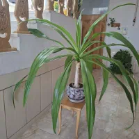 فروش گل موزی
