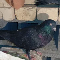 کبوتر|پرنده|شهرکرد, |دیوار