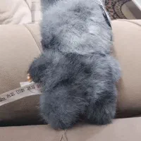 لبو بو نو نو فقط از کارتن بیرون اوردم|اسباب‌‌بازی|همدان, |دیوار