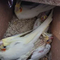 عروس لوتینو زعفرونی با سه تا جوجه و چهارتخم|پرنده|مشهد, شهرک مهرگان|دیوار