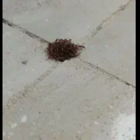 شرکت سم پاشی و موریانه زدایی(آسایش) با مجوز رسمی|خدمات نظافت|دورود, |دیوار