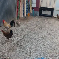 مرغ خروس برای فروش