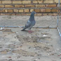 دوتا کبوتر پلاکی ماده|پرنده|اسفرورین, |دیوار