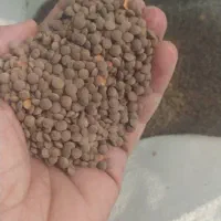 انواع حبوبات ایرانی وخارجی وبرنج کامفیروزی|خوردنی و آشامیدنی|شیراز, شیشهگری|دیوار