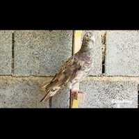تعدادی کبوتر|پرنده|آباده, |دیوار