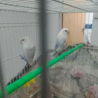 جفت کوتوله کارداده وجفت عروس هلندی