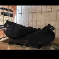 چند عدد زاغ ابادانی بشرط همه چی