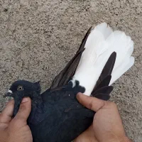 دم‌سفید۸بند