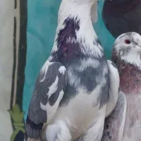 کبوتر اصیل ایران ..تهران ..خاوران|پرنده|قیامدشت - خاورشهر, |دیوار