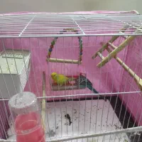 مرغ عشق جفت همراه با قفس و تجهیزات|پرنده|مشهد, زمانه|دیوار