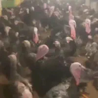 جوجه بوقلمون ۱روزه و ۱۵روزه و ۴۵روزه قیمت استسنائی