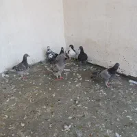 7 تا مغلف 1 میلیون