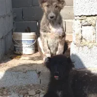 توله ماده رخ۳ماه