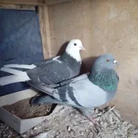 ۵ جفت کفتر پرشی