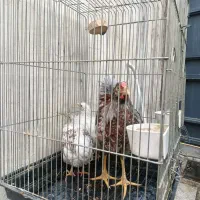 یک ست مرغ و خروس ویاندوت اورنج نیمچه