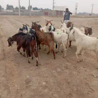 12راس بز شیرکرد|حیوانات مزرعه|گنبد کاووس, |دیوار