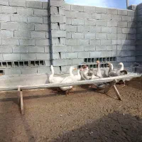 غاز بالغ|حیوانات مزرعه|گمیشان, |دیوار