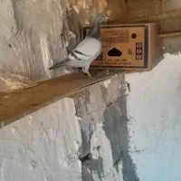 ماده بازرگان نشسته|پرنده|اهواز, الهائی|دیوار