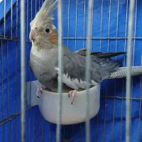 عروس هلندی ماده مرغ عشق گرینچیک