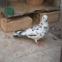 کفتر|پرنده|قم, ارم|دیوار