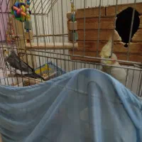 یک جفت عروس هلندی
