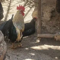 مرغ و خروس