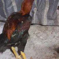 جوجه لاری|حیوانات مزرعه|مشگین شهر, |دیوار