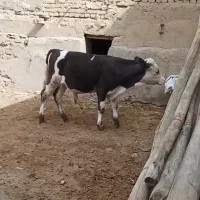 گوساله نره سیمنتال ۶ماه فقد مخصوص داشتی