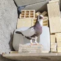 پیسه نر جوان