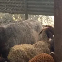 قوچ ممتاز