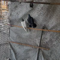 نر زاغ درشت وماده زاغ لادم سفید قزوینی