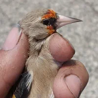 سهره