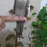 عروس هلندی نر|پرنده|رشت, کوی مهر|دیوار