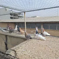 ۱۱ تا کفتر رنگی|پرنده|شیراز, پودنک|دیوار