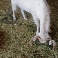 چبش سانن اصل|حیوانات مزرعه|بیرجند, |دیوار