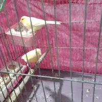 قناری جفت|پرنده|قدس, شهرقدس|دیوار